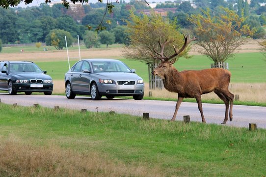 Wild Red deer stag crossing the road
