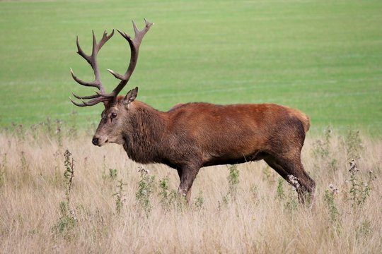deer stag in Bushy Park red deer