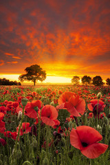 Red Poppies fields under dramatic skies near sunset