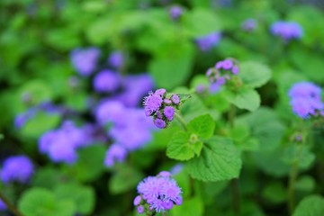 Purple blue ageratum flowers