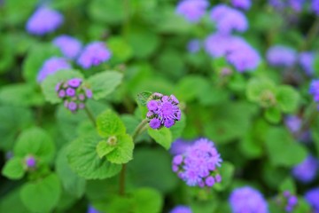Purple blue ageratum flowers