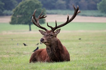 Naklejka na ściany i meble Red deer stag in Bushy Park sitting stock, photo, photograph, image, picture, 