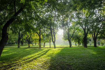 Fototapeta na wymiar Backlight sunset shot of trees and grass at park landscape