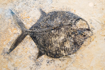 prehistoric fossils of creatures © nikolas