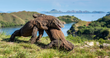 The Fight of Komodo dragons for domination. It is the biggest living lizard in the world. Island Rinca. Indonesia.