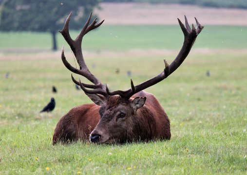 deer stag in Bushy Park red deer