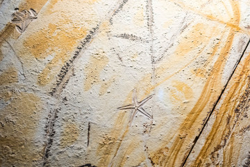 prehistoric fossils of creatures