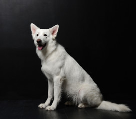 White Swiss Shepherd dog sitting on the floor on black background