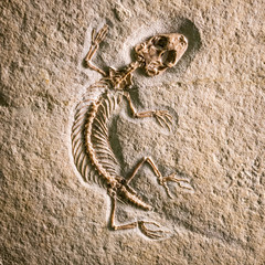prehistoric fossils of creatures