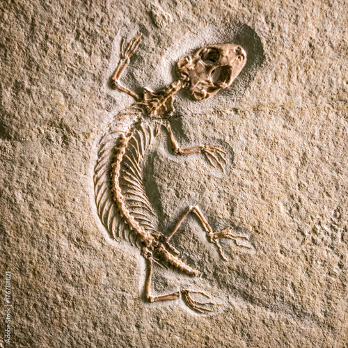 prehistoric fossils