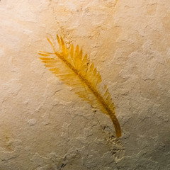 prehistoric fossils of creatures © nikolas