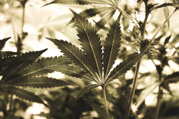 Up close marijuana leaf on plant in an indoor medical cannabis farm