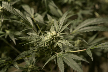 Young and fresh  marijuana cola buds developing in an indoor medical marijuana recreational grow farm. The cannabis flower is isolated with a background blur.