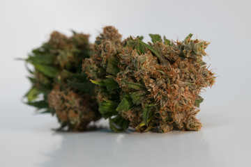 Isolated marijuana flower with a white background