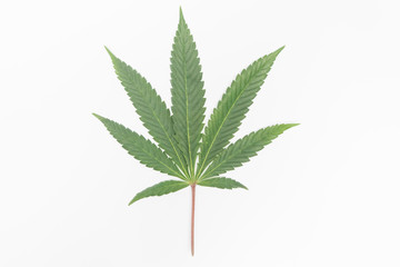 Isolated marijuana leaf with a blank white background