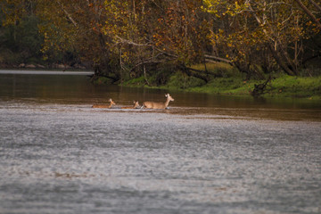 Whitetail Deer Swimming River in Fall