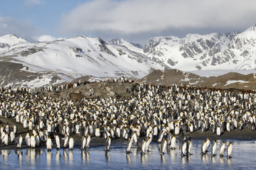 King penguins entering the sea at South Georgia Island Antarctica