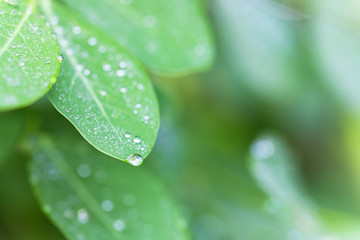 水滴のついた葉　クリーンイメージ