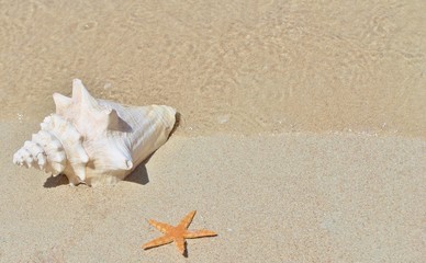 Fototapeta na wymiar conch shell and starfish on beach waves sand