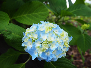 Blue hydrangea flower in the garden
