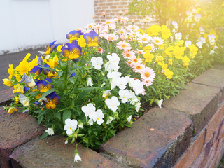 Colorful of pansy flower pot home decoration 