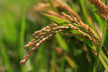 The autumn rice fields