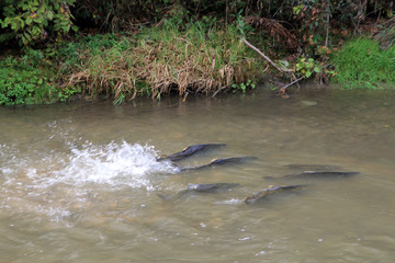 Fototapeta premium Flock of salmon at spawning