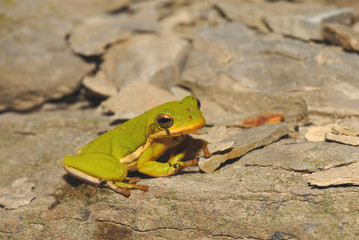 Hyla cinerea