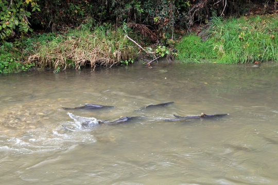 Flock of salmon at spawning