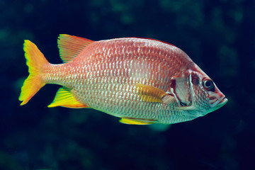 Naklejka premium Exotic sea fish