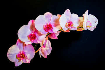 Naklejka na ściany i meble Pink orchids appearing to float above a black background