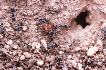 black ant killed red ant for food and carry head of red ant to the pit