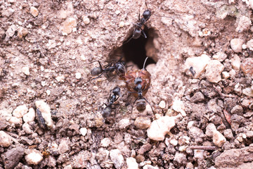 black ant killed red ant for food and carry head of red ant to the pit