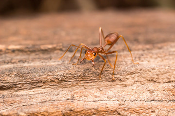 Close up red ant on the tree
