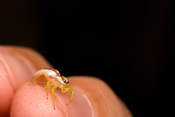 Obraz premium Close up of spider on hand and Black background