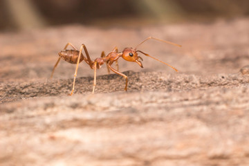 Close up red ant on the tree