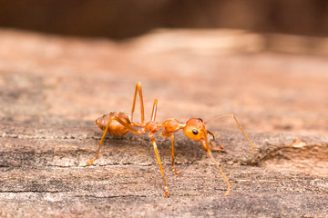 Close up red ant on the tree