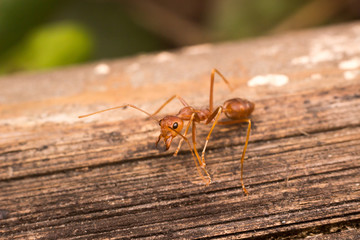 Close up red ant on the tree