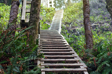 Ladders in forest trail