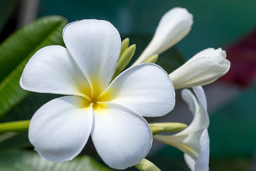 Fototapeta premium Plumeria Flower