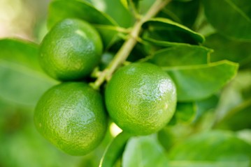limes  green lemons on tree