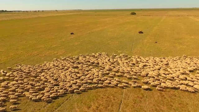 Aerial Scenes of Sheep herding in outback Australia