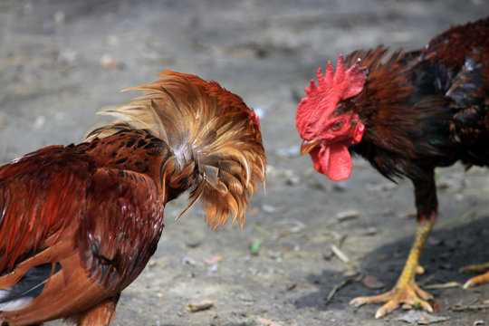 Two cocks are ready to fight. Fighting Chicken.