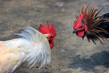 Two cocks are ready to fight. Fighting Chicken.