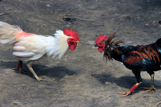 Two cocks are ready to fight. Fighting Chicken.