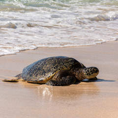 Sea Turtle, North Shore, Laniakea Beach, Oahu, Maui
