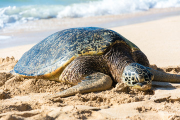 Sea Turtle, North Shore, Laniakea Beach, Oahu, Maui