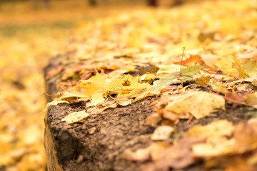 Colorful backround image of fallen autumn leaves perfect for seasonal use