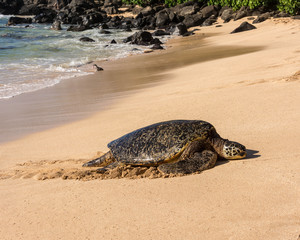 Sea Turtle, North Shore, Laniakea Beach, Oahu, Maui