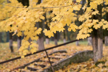 Yellow falling leaves on granite steps on autumn time